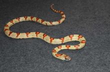 2014 C. B. Thayer’s (Variable) King Snake //lucy.jackie9@gmail.com