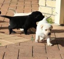 male and female Labrador Retriever Puppies