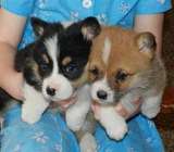 Pembroke Welsh Corgi Puppies