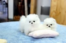 Priceless White Pomeranian Puppies male and female
