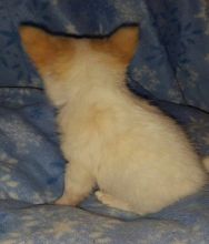 Priceless White Pomeranian Puppy For Adoption