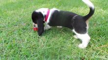 Quality Basset Hound Puppies Available