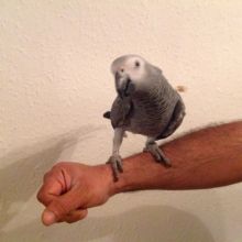 Quality Bred Family Rasied African Grey Parrot