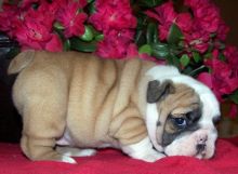 Quality Registered Bulldog Puppies