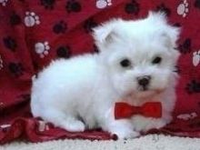 Registered Maltese Puppies for Adoption