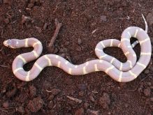 RIVER ROAD GREY BANDED KINGSNAKE $175