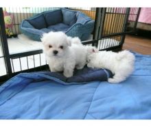 Snow whitw Maltese Puppies Needs a New Family