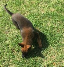 Super adorable Belgian Malinois Puppies