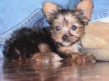 Baby brown and White/Tan Yorkie puppies for adoption