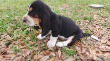 Tri-colour Basset Hounds male and Female