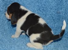 Very Tiny Exceptional Beagle Girl is Available For Adoption
