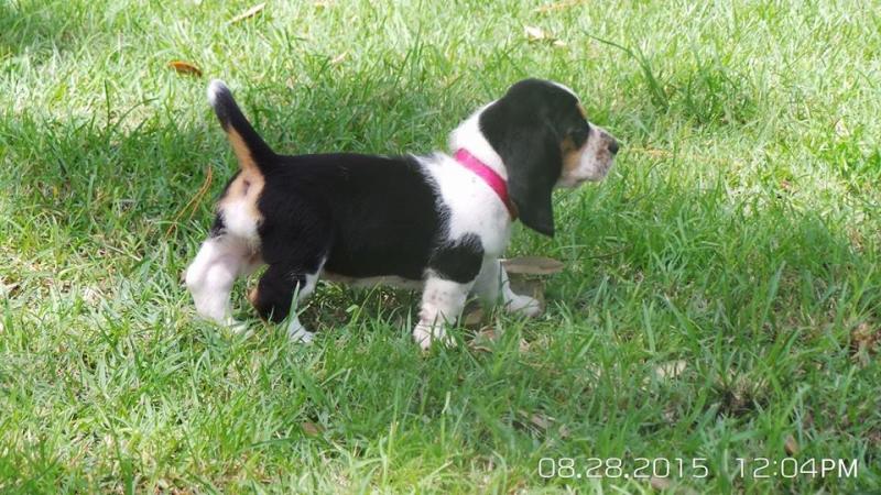 Adorable CKC Basset Hound Puppies Image eClassifieds4u