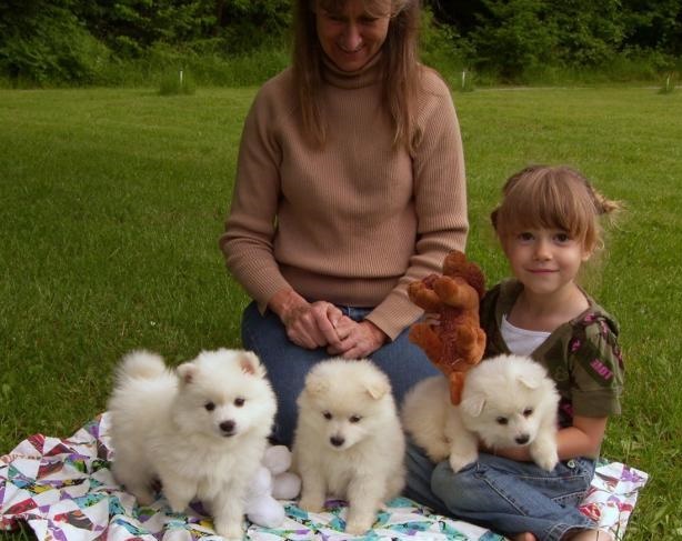 American Eskimo Puppies For Adoption - Image eClassifieds4u