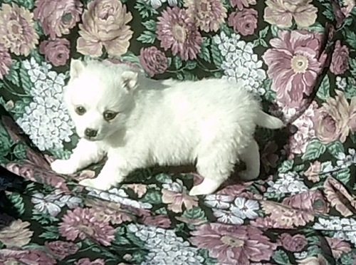 American Eskimo Puppies For Adoption - Image eClassifieds4u