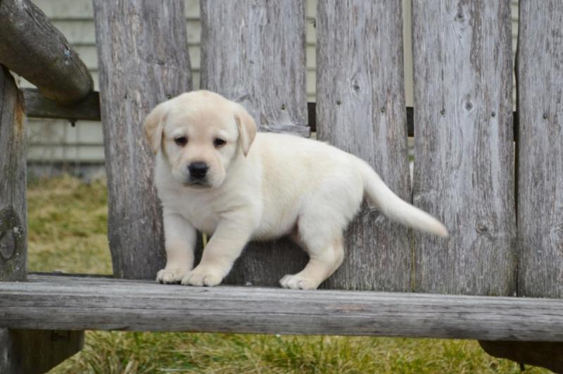 Beautiful Male and Female Labrador Retrierver puppies Now Ready Image eClassifieds4u