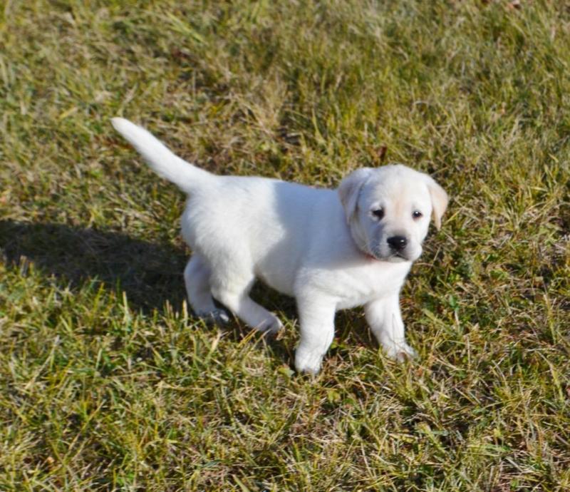 Beautiful Male and Female Labrador Retrierver puppies Now Ready Image eClassifieds4u