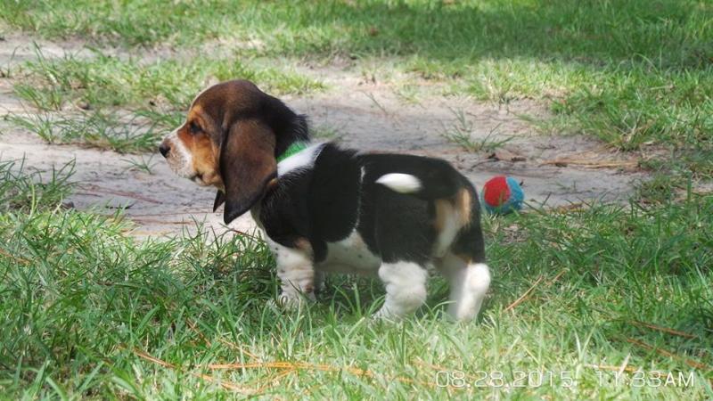 CKC Basset Hound Females - $250 (Sault Ste. Marie) Image eClassifieds4u