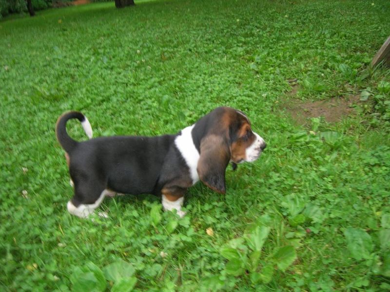 CKC Basset Hound litter born May 30th Image eClassifieds4u
