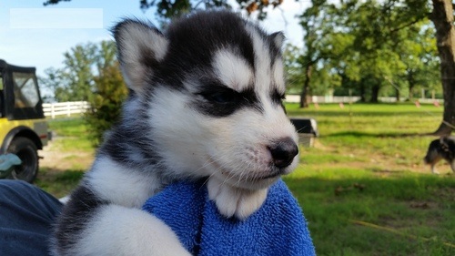Cute Sweet Blue Eyes Siberian Husky, Need A Home Image eClassifieds4u