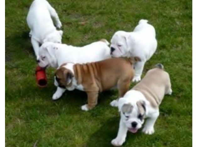English Bulldog Puppies Available - Image eClassifieds4u