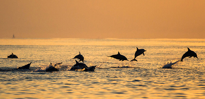 Explore Top Hidden Secrets of Bali tour packages - flamingo travels Image eClassifieds4u