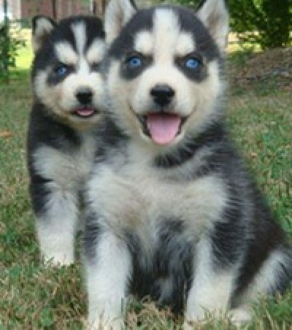 Gorgeous Blue Eyes Siberian Husky Puppies male and female Image eClassifieds4u