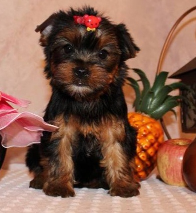 Healthy Yorkie Pups Image eClassifieds4u