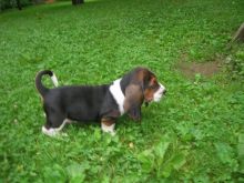 CKC Basset Hound litter born May 30th Image eClassifieds4u 2