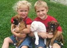 Cute fawn and white boxer puppies for good home Image eClassifieds4U