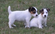 Lovely Jack Russell Terrier Puppies ready Image eClassifieds4U