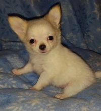 Lovely Pomeranian Puppies for Sale Image eClassifieds4U