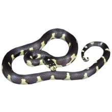 Black and White Banded CA King Snakes//lucy.jackie9@gmail.com Image eClassifieds4U
