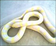 Albino Striped CA King Snakes//l.ucy.jackie9@gmail.com Image eClassifieds4U