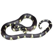 Black King Snakes//l.ucy.jackie9@gmail.com Image eClassifieds4U