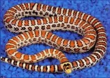 DESERT KING SNAKES //lucy.jackie9@gmail.com Image eClassifieds4U