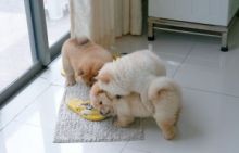 Quality Chow Chow Puppies for Sale Image eClassifieds4U