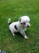 They are purebred border Image eClassifieds4U