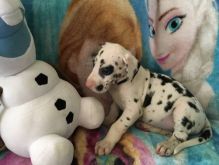 Two Great Danes - Image eClassifieds4U