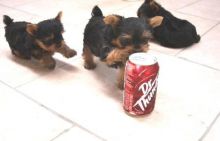 Yorkie puppies Males and Females 11 weeks old, Image eClassifieds4u 1