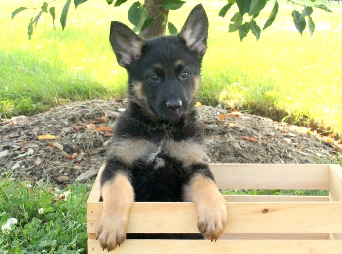 Quality German Shepherd puppies Image eClassifieds4u