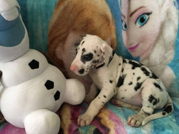 Two Great Danes - Image eClassifieds4u