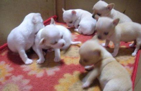 White apple Head Chihuahua Puppies male and female Ready Image eClassifieds4u