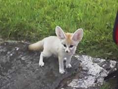 3 Fennec foxes Image eClassifieds4u