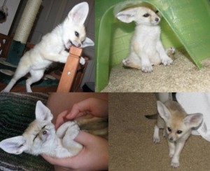 Sweet Male and Female fennec fox which are available for adoption. Image eClassifieds4u