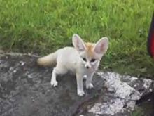 3 Fennec foxes