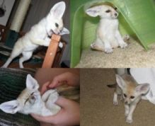 Sweet Male and Female fennec fox which are available for adoption.