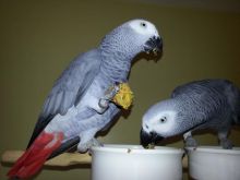 Female african grey congo parrot//amandalucys1@gmail.com