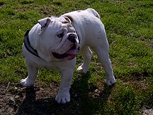 Available alapaha blueblood bulldog