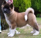 Beautiful AKITA looking for a forever home'