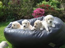 Beautiful Cream Retriever Puppies text (251) 237-34